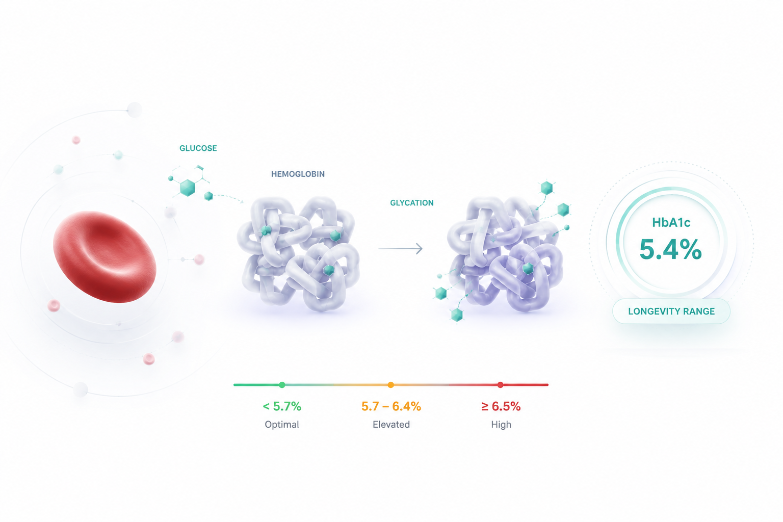 HbA1c Glycation - כדורית דם, גלוקוז, המוגלובין