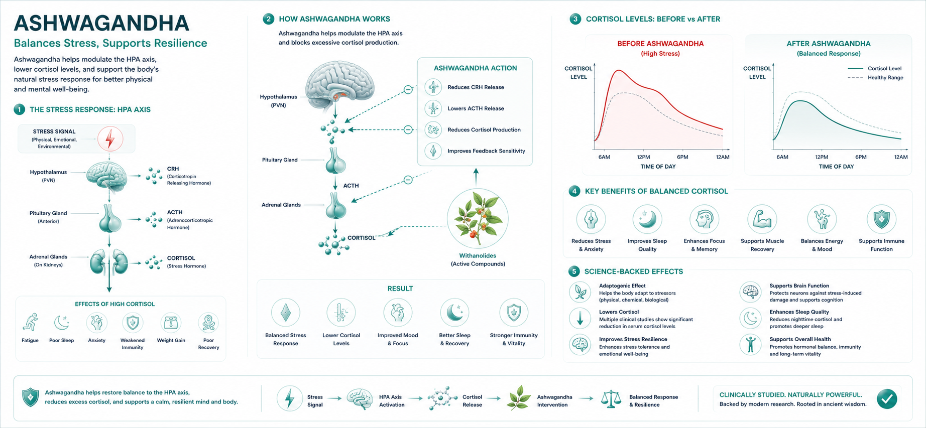 Ashwagandha cortisol HPA axis