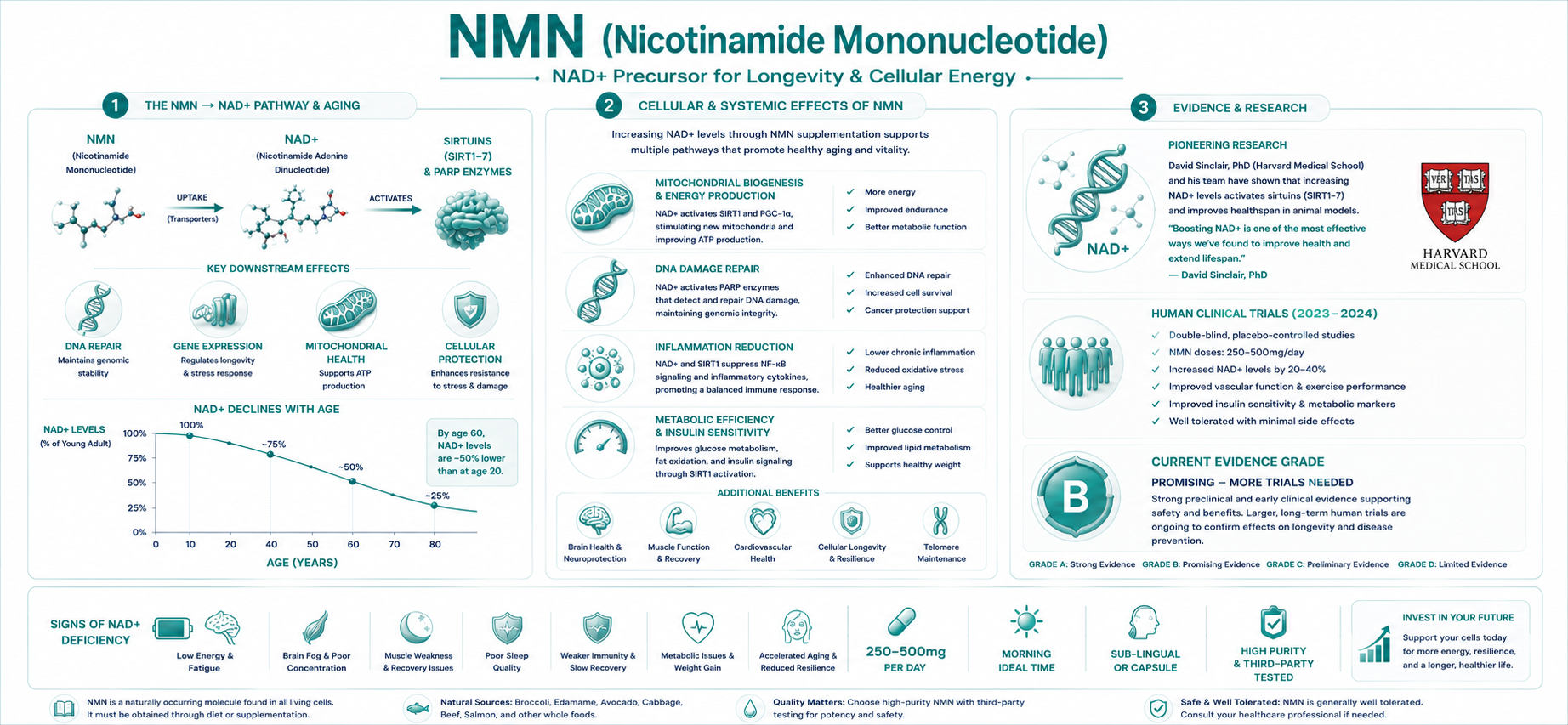 NMN NAD+ Sirtuin pathway